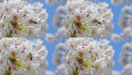 春天蜜蜂在盛开的樱花上采蜜慢镜头高清在线视频素材下载