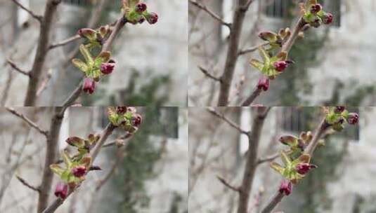 春天发芽的树枝特写高清在线视频素材下载
