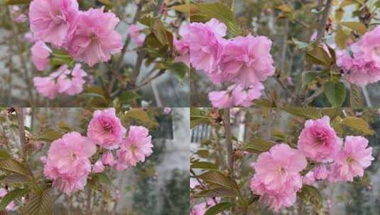 春天盛开的樱花桃花高清在线视频素材下载