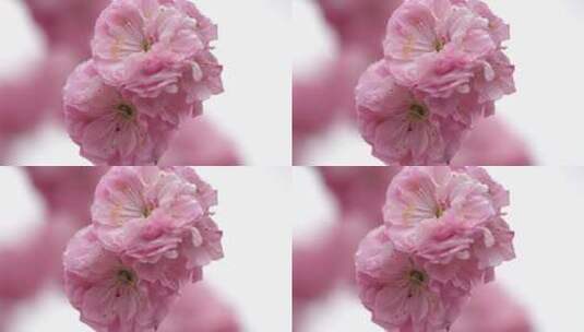粉色花朵特写高清在线视频素材下载