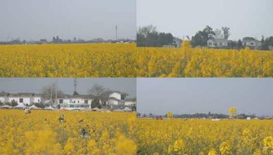 油菜花田观光旅游打卡高清在线视频素材下载