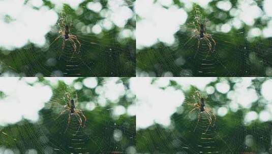 一只黑色圆网蜘蛛在丛林中的蜘蛛网上休息的慢动作特写镜头高清在线视频素材下载