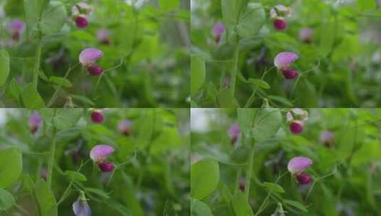 豌豆开花绿苗高清在线视频素材下载