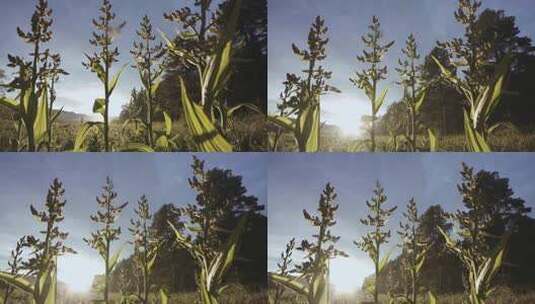 野生自然植物特写高清在线视频素材下载