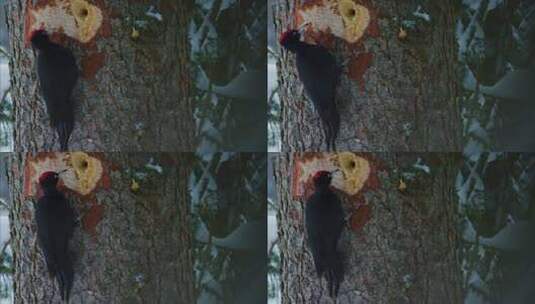 一只黑啄木鸟正在啄一个洞高清在线视频素材下载