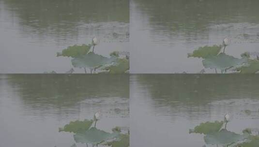 夏季湿地湖河池塘荷花落雨荷叶户外自然高清在线视频素材下载
