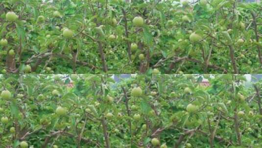 夏天未成熟的小苹果与果树高清在线视频素材下载