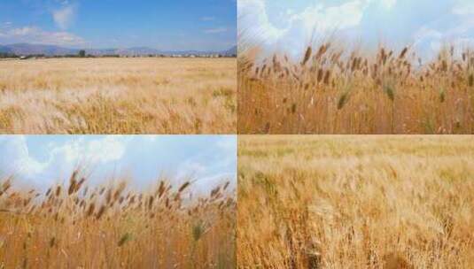 麦田大丰收满地金黄色的麦子麦浪随风而起高清在线视频素材下载