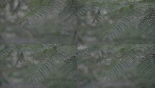 凤凰树木树枝树叶4K slog3实拍素材高清在线视频素材下载