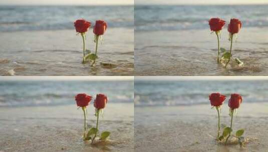 夕阳下的玫瑰花与海浪高清在线视频素材下载