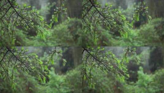 【正版素材】雨天自然植物松树高清在线视频素材下载