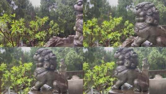 下雨天石雕石狮子绿植横移高清在线视频素材下载