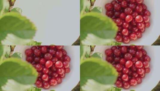 新鲜成熟的美味红樱桃被扔进花园美丽的白色盘子里高清在线视频素材下载