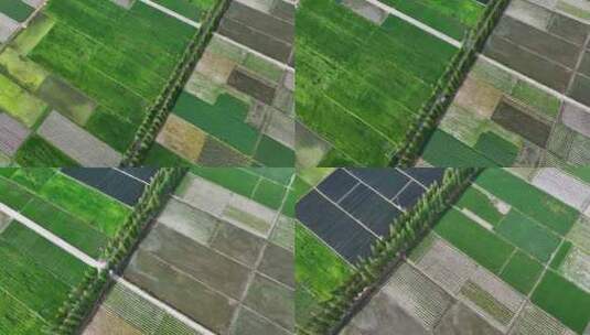 万亩水稻良田农业耕地高清在线视频素材下载