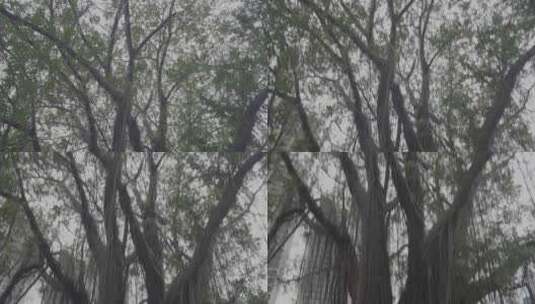 福建福州城市绿化榕树高清在线视频素材下载