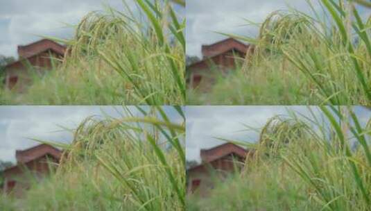 稻田水稻近景特写空镜高清在线视频素材下载