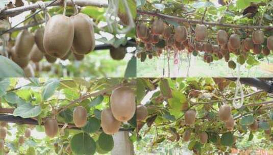 猕猴桃 果园 种植 采摘高清在线视频素材下载