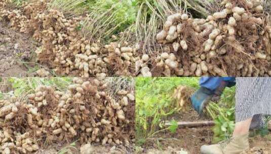 花生 花生地 花生种植 花生产地高清在线视频素材下载