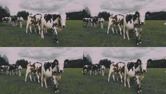 天然生态牧场奶牛高清在线视频素材下载
