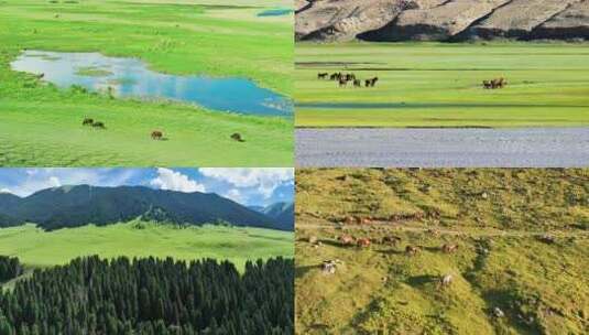 草原上马群羊群航拍高清在线视频素材下载