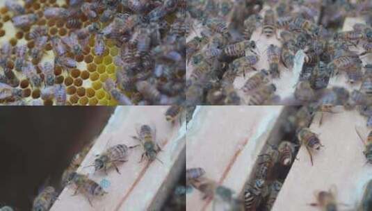蜜蜂养蜂高清在线视频素材下载