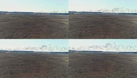 一群鹅白天在农田觅食后飞走的航拍高清在线视频素材下载