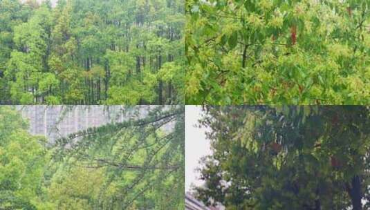 大自然雨季树林树叶雨水慢动作高清在线视频素材下载