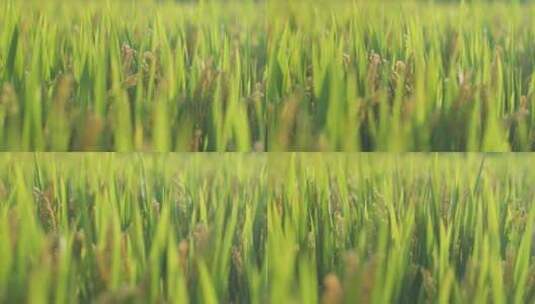 秋后成熟的水稻水稻田高清在线视频素材下载