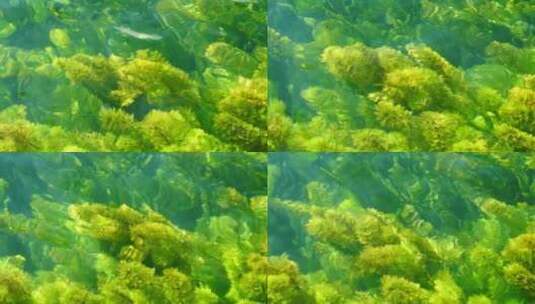 水下水生植被景观高清在线视频素材下载