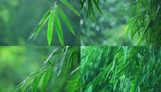 竹林下雨竹叶雨滴视频合集高清在线视频素材下载