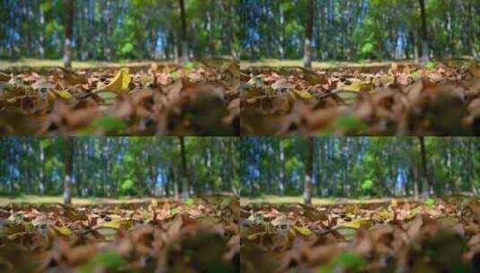 秋天森林里飘落的黄叶高清在线视频素材下载