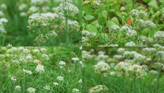 韭菜花 韭菜花特写高清在线视频素材下载