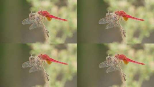 枯树枝上的红蜻蜓豆娘昆虫高清在线视频素材下载