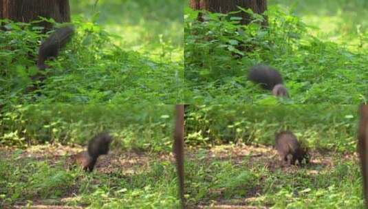4K灵活的小松鼠觅食实拍视频高清在线视频素材下载