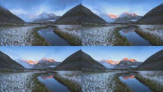 白色棉絮作为前景的雪山日照金山高清在线视频素材下载