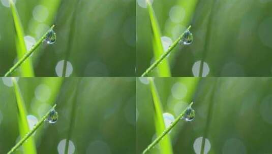 水滴 植物 雨滴 露珠 草地 绿色高清在线视频素材下载