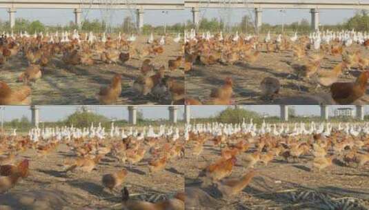 农村乡村散养鸡鸭鹅奔跑三农高清在线视频素材下载