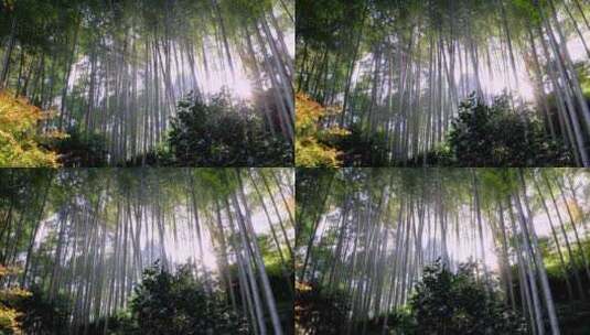 阳光穿透竹林禅意唯美空境高清在线视频素材下载