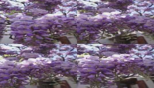 紫藤萝开花竖拍高清在线视频素材下载