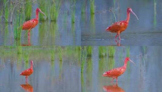 观鸟珍稀鸟类野生动物水鸟美洲红鹮高清在线视频素材下载