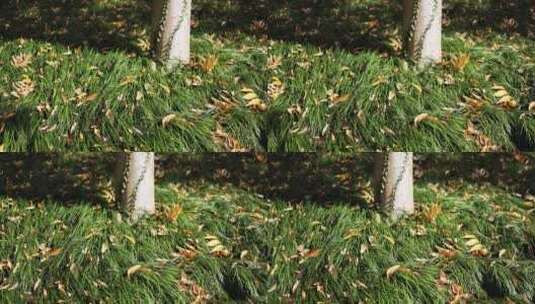 秋天草地上的落叶高清在线视频素材下载