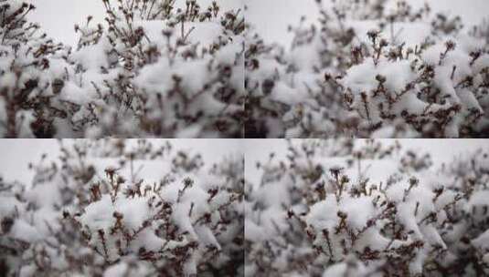 冬季雪花飘落到植物上的雪景高清在线视频素材下载