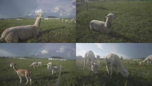 草原逆光羊驼群悠闲吃草多组镜头高清在线视频素材下载
