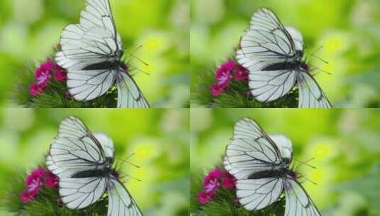 蝴蝶活动美丽的蝴蝶高清在线视频素材下载