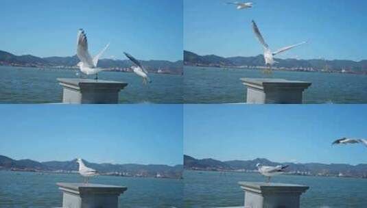 红嘴鸥海埂海鸥候鸟昆明人与自然高清在线视频素材下载