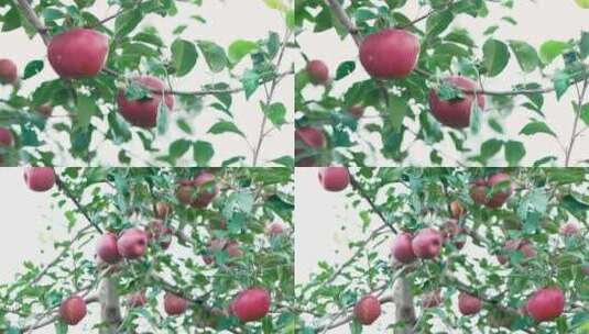 树上苹果特写高清在线视频素材下载