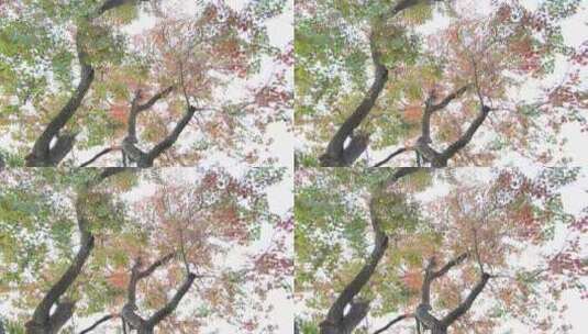 乌桕树-红叶-秋景高清在线视频素材下载