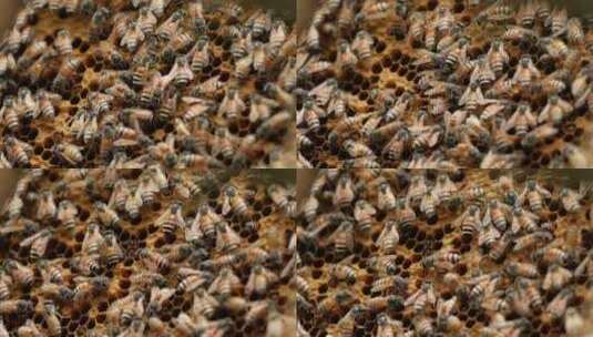 养蜂场蜜蜂养殖 养高清在线视频素材下载
