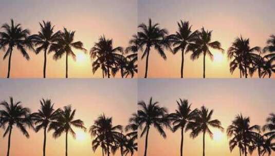 夕阳下的椰子树高清在线视频素材下载