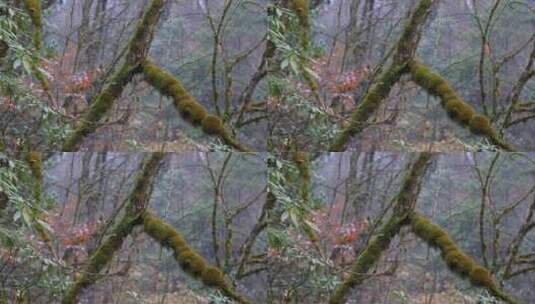 树枝苔藓生长高清在线视频素材下载